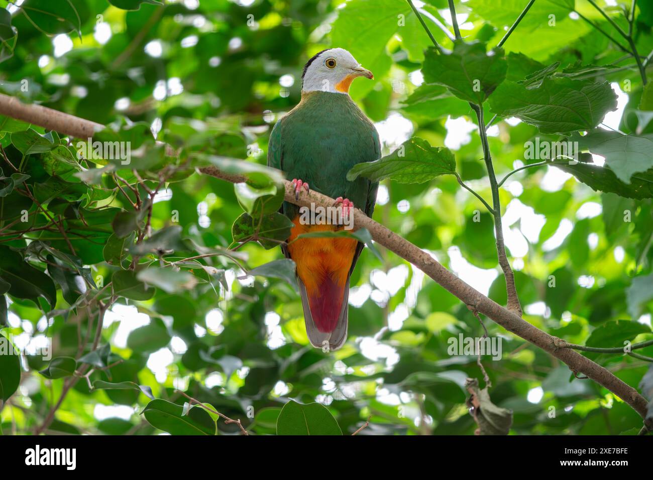 Colomba di frutta nappa nera Ptilinopus melanospilus Foto Stock