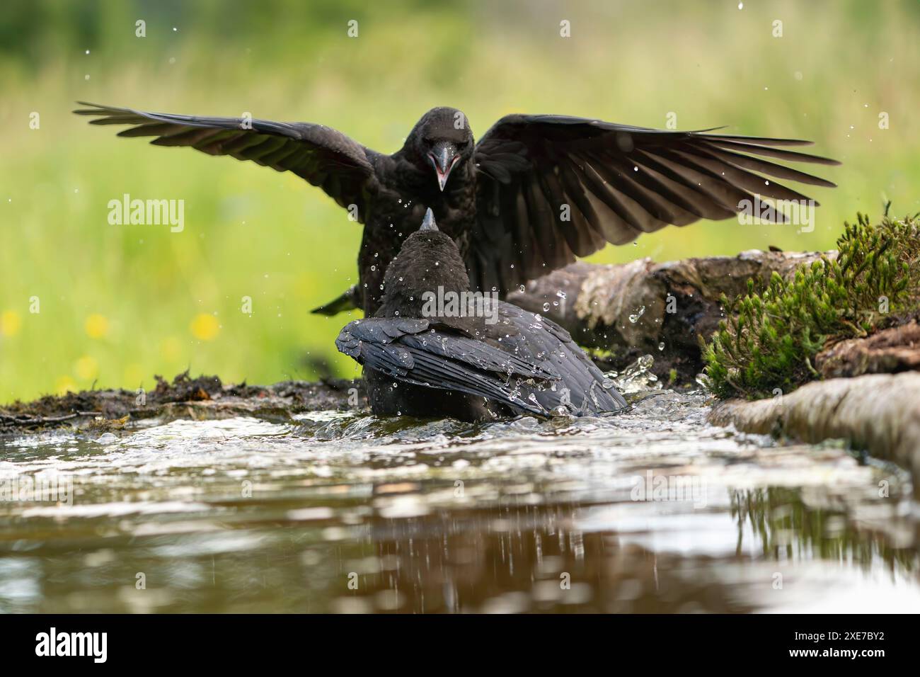 Corvi carrion che suonano nell'acqua corvus corone Foto Stock