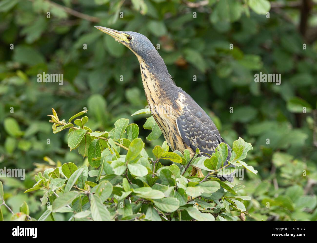 I Bittern nani sono ampiamente distribuiti ma mai comuni. Sono spesso trascurati quando si nascondono nella vegetazione e rimangono immobile per secoli. Foto Stock