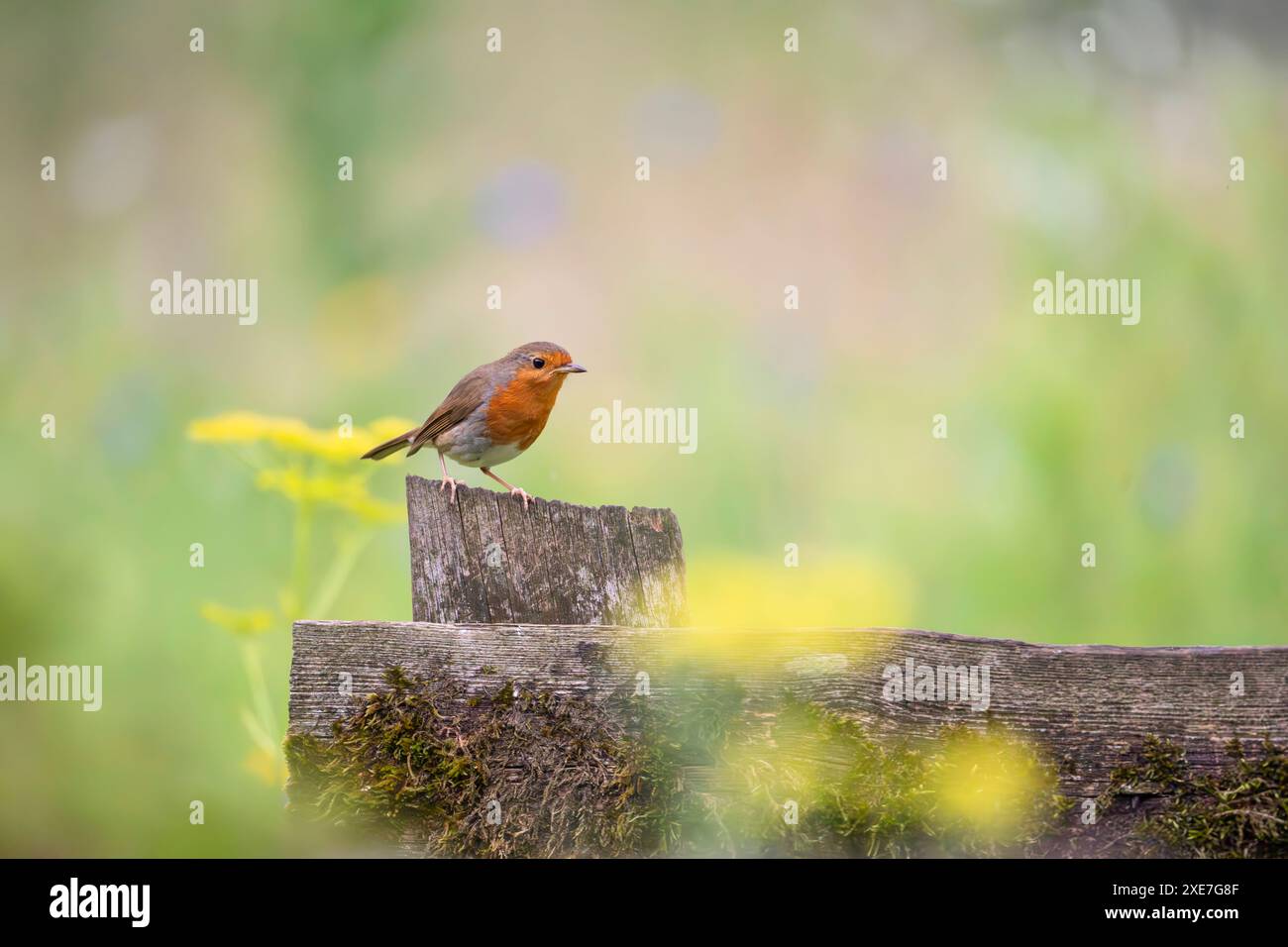 Unione robin, Erithacus rubecula Foto Stock