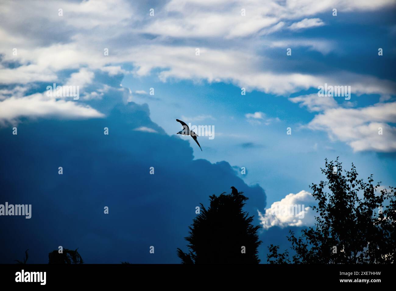 Uccello che vola tra nuvole sparse. Cieli moody. Tempesta in corso. Grande Britiano. REGNO UNITO. Foto Stock