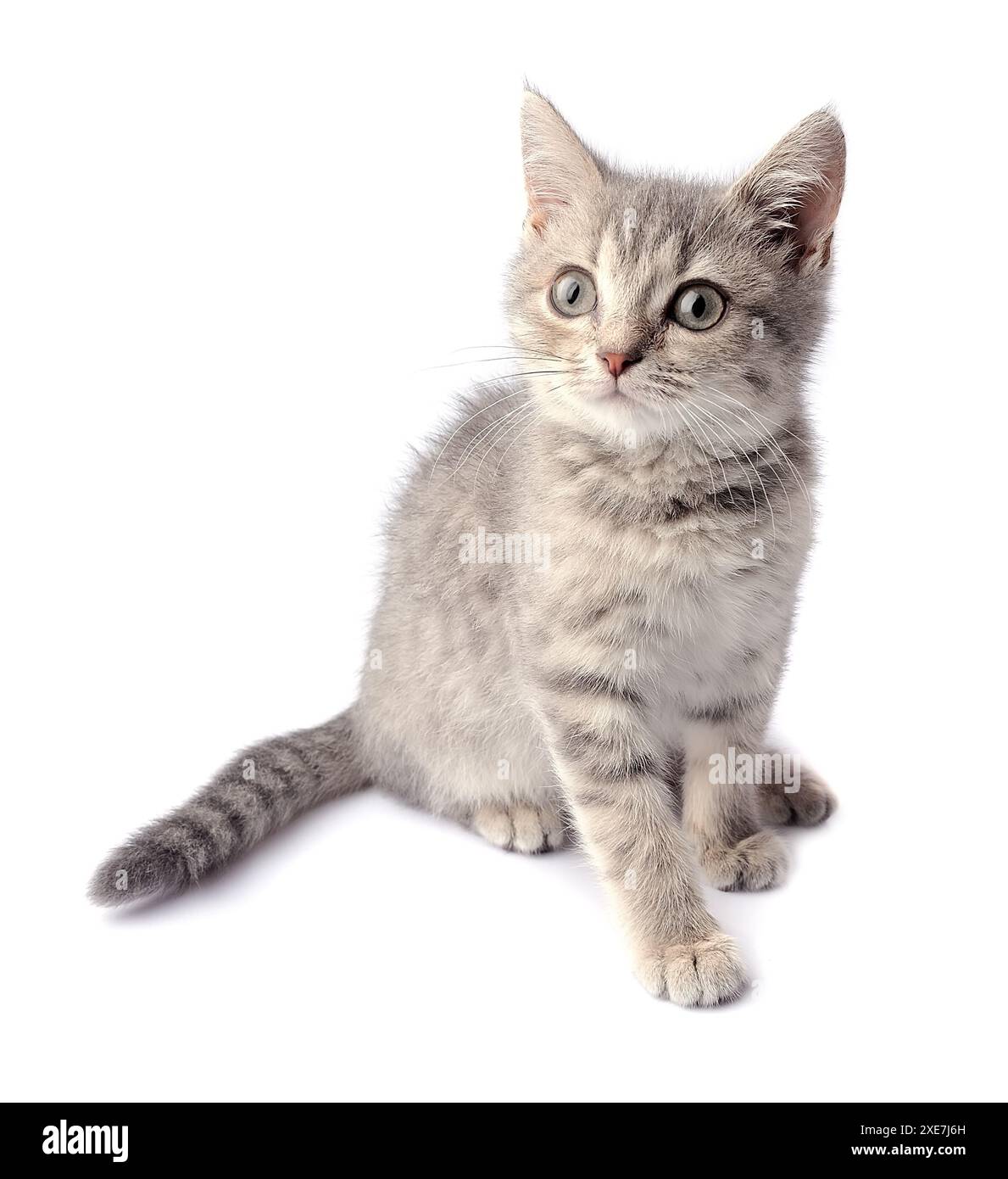 Gattino grigio Foto Stock
