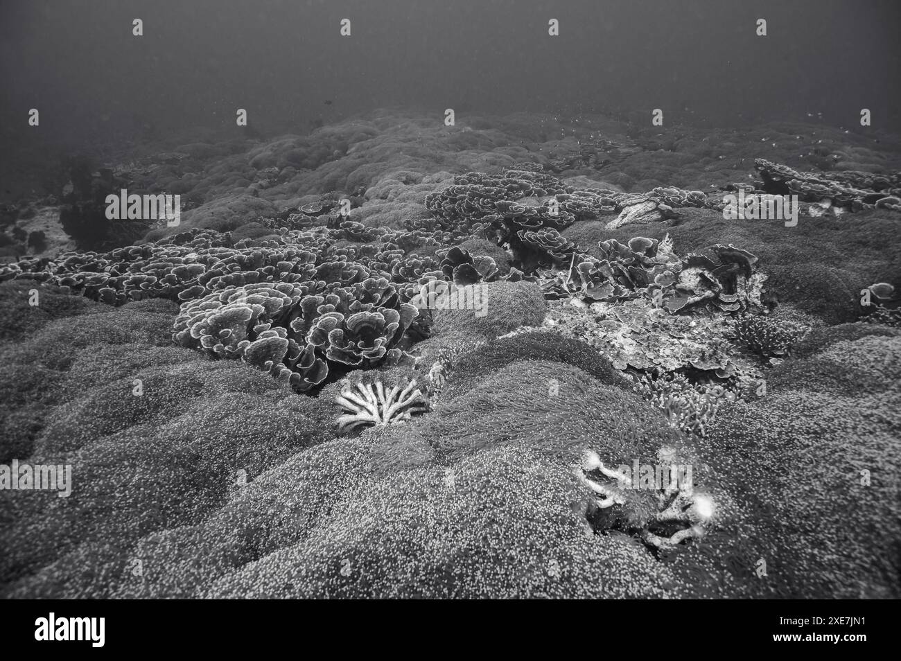 Vista in bianco e nero della barriera corallina nel mare Foto Stock