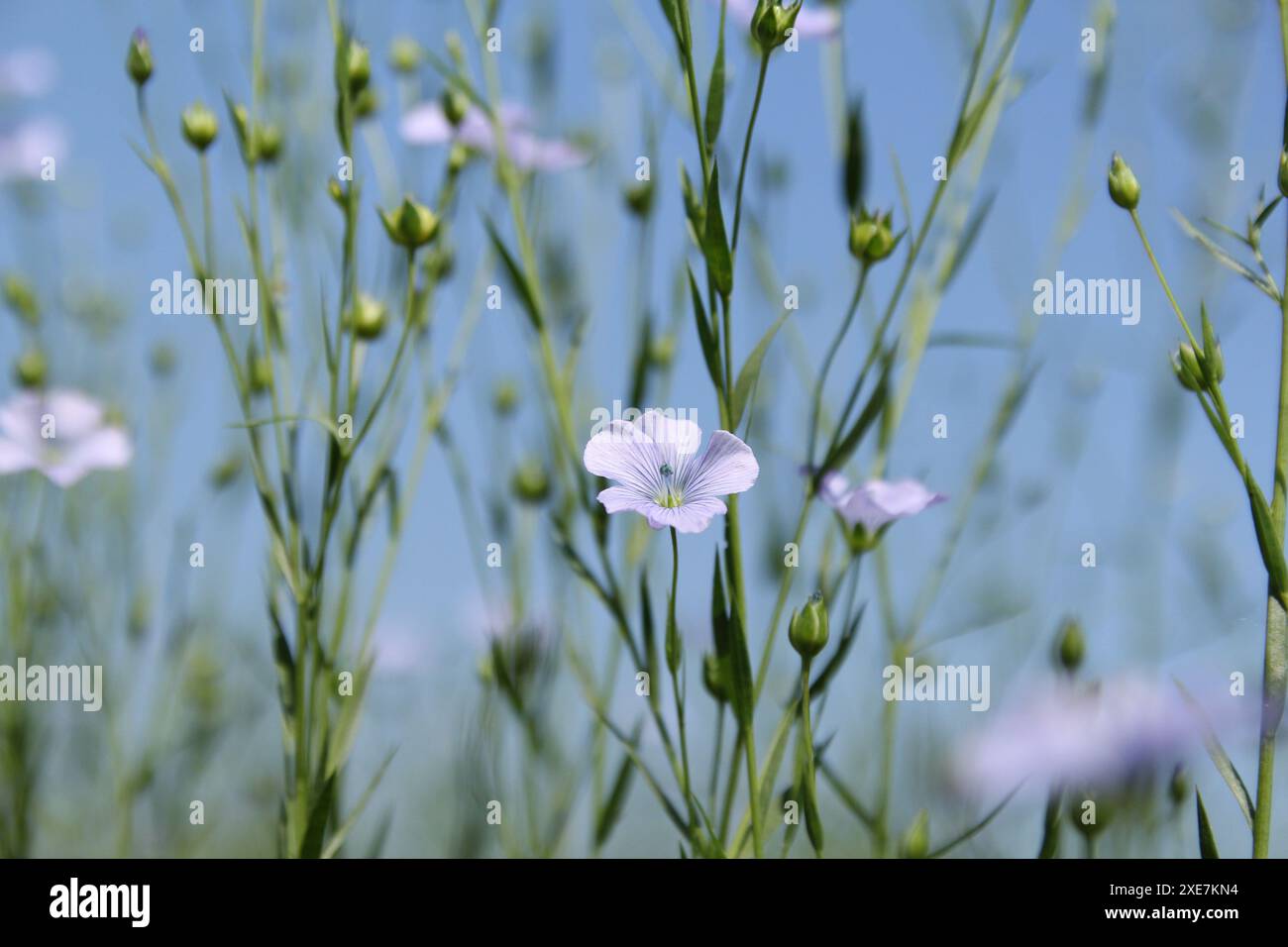 alcune lunghe piante verdi di lino con piccoli fiori blu e un cielo blu sullo sfondo in un campo della campagna olandese in zelanda in estate Foto Stock