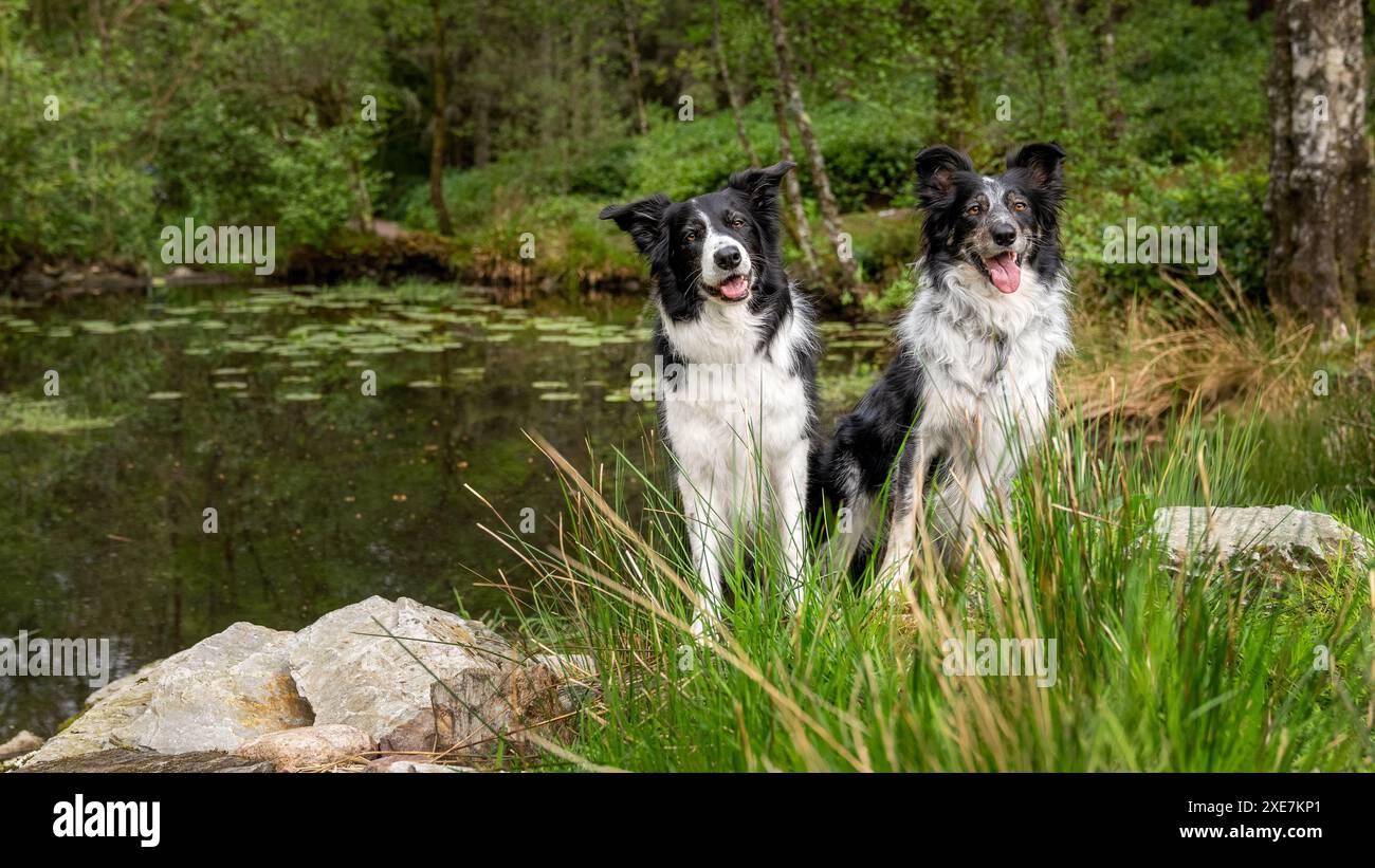 Due colletti a bordo in posa per un ritratto di luce naturale mentre sei seduto vicino a uno stagno Foto Stock