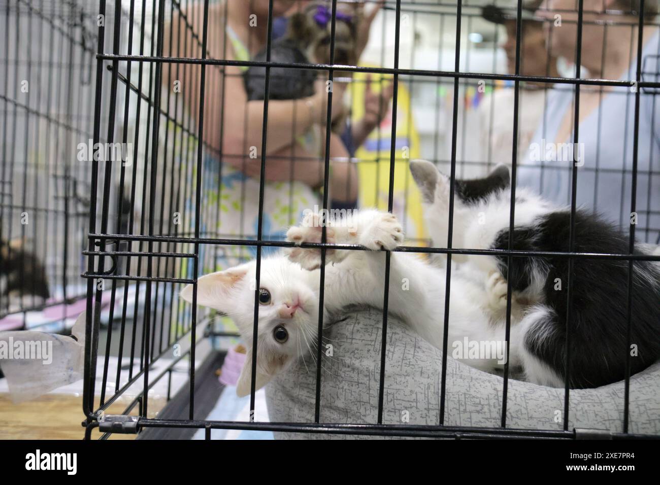 KIEV, UCRAINA - 22 GIUGNO 2024 - Un gatto giace nella gabbia durante l'evento della giornata dell'adozione presso il Centro esposizioni Internazionale di Kiev, capitale dell'Ucraina. Foto Stock