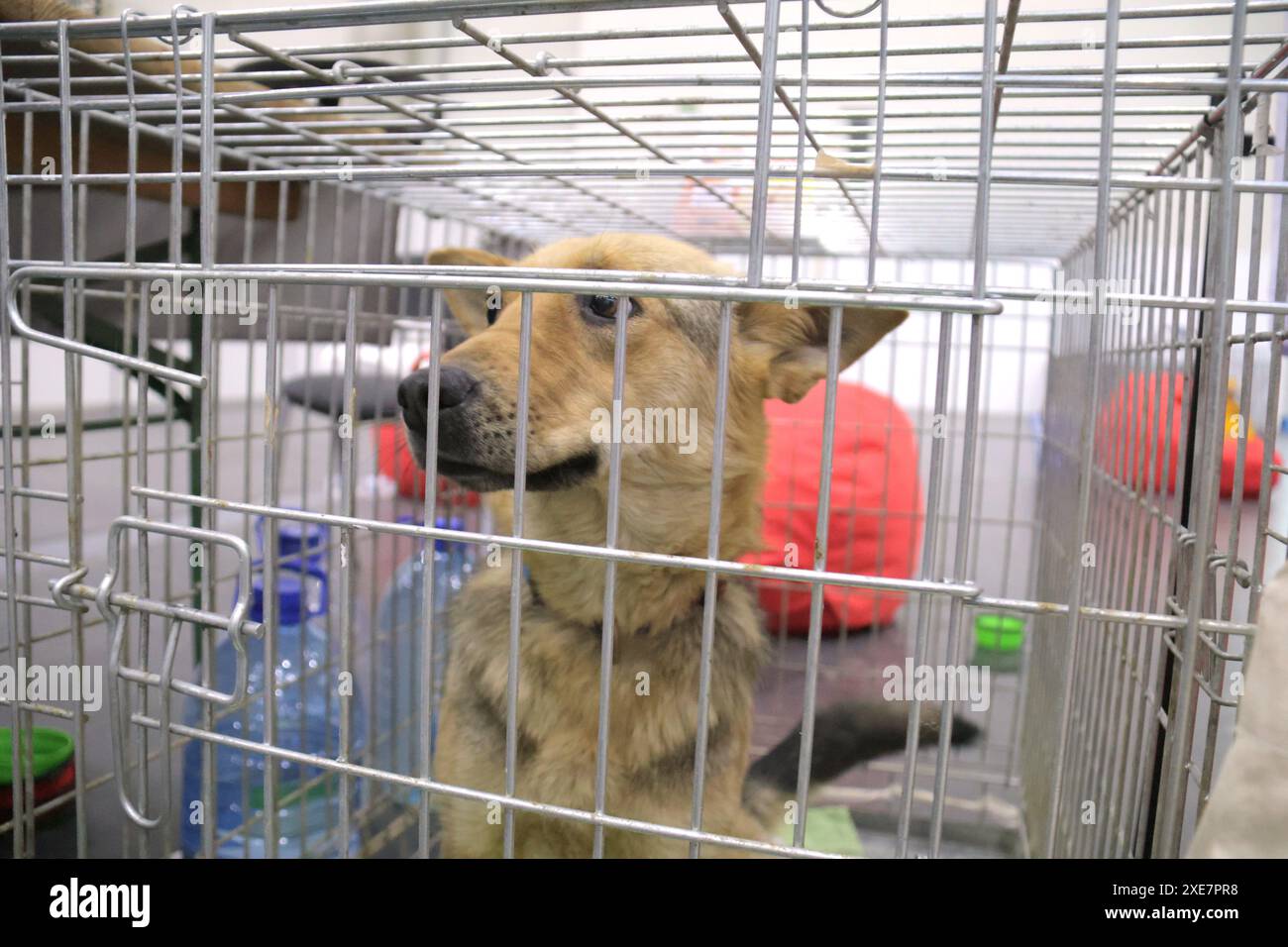KIEV, UCRAINA - 22 GIUGNO 2024 - Un cane viene tenuto nella gabbia durante l'evento del giorno dell'adozione presso il Centro esposizioni Internazionale di Kiev, capitale dell'Ucraina. Foto Stock
