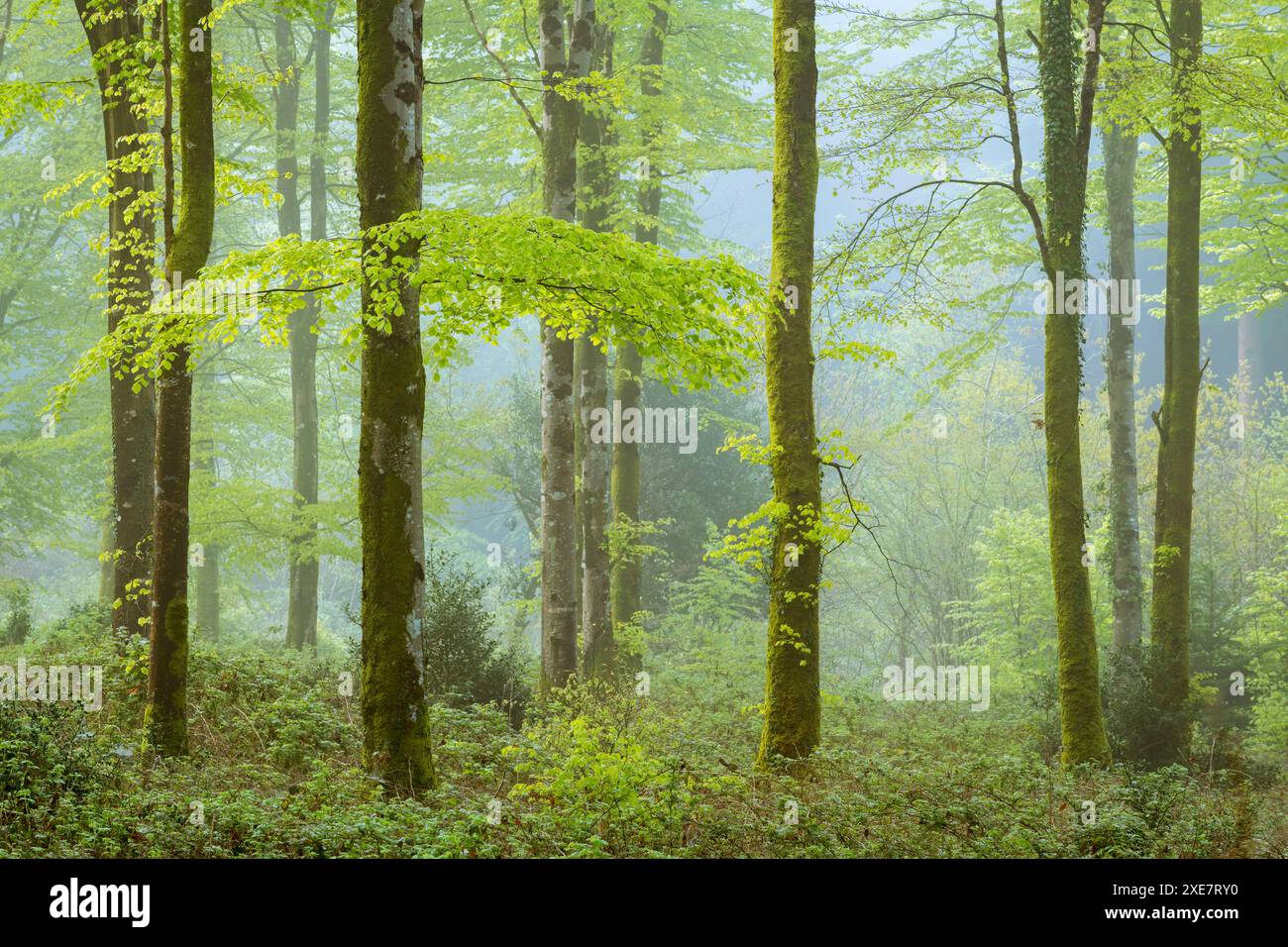Misty Morning in un bosco deciduo, Bodmin, Cornovaglia, Inghilterra. Primavera (maggio) 2018. Foto Stock