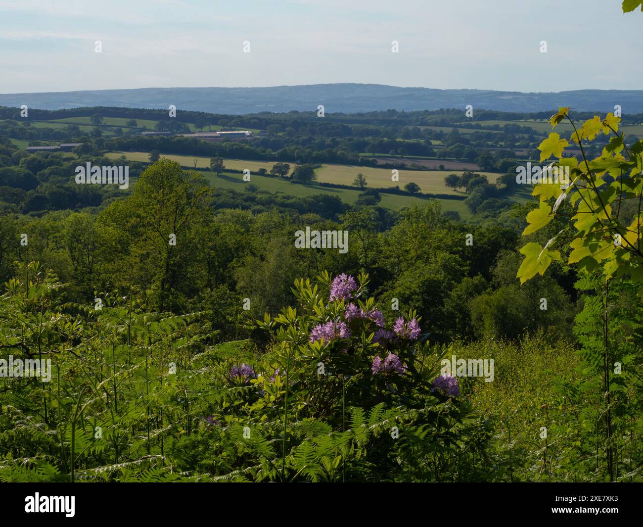 Vista da Castle Neroche, Blackdown Hills, Somerset, Regno Unito Foto Stock