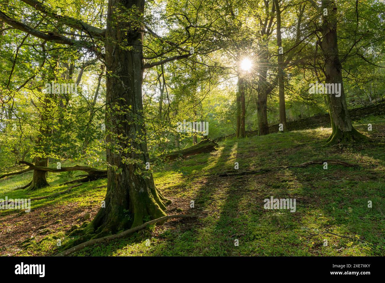 Foresta decidua vicino a Rydal Water, Lake District National Park, Cumbria, Inghilterra. Settembre 2018. Foto Stock