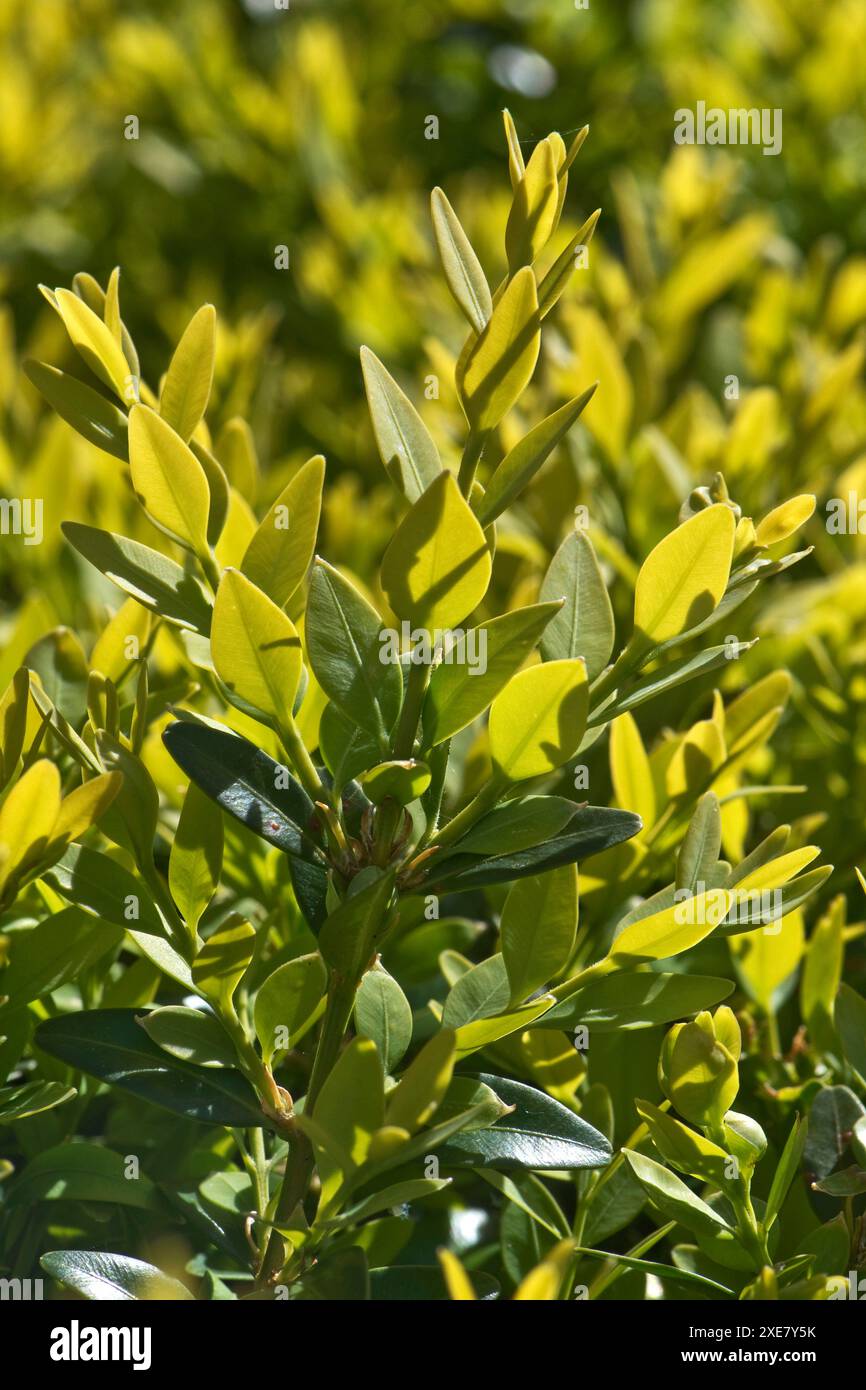 Nuovo abito su una siepe (Buxus sempervirens) con foglie giovani e fresche verdi acide sopra la vecchia crescita più scura, Berkshire April Foto Stock