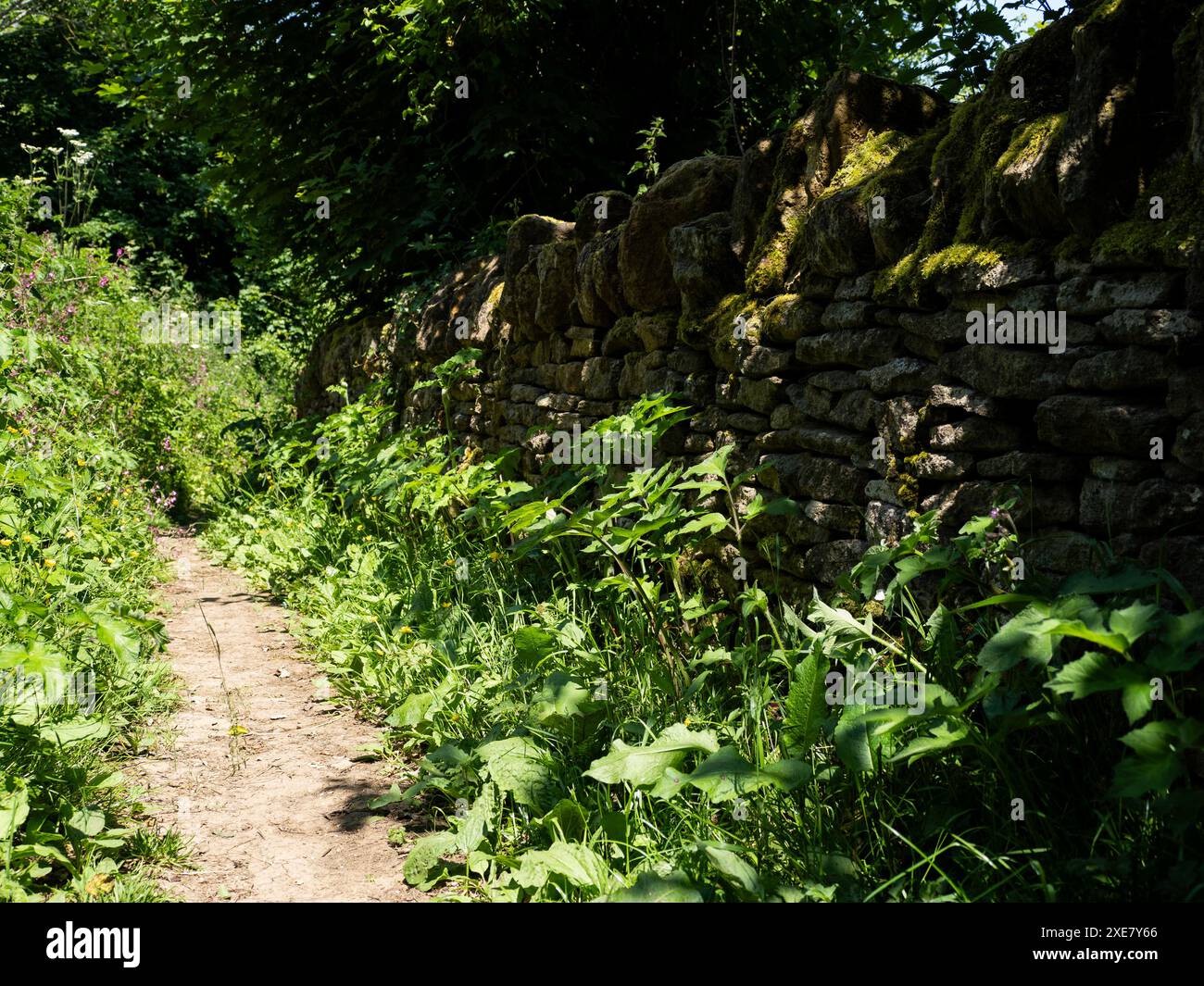 Vecchio muro di pietra, Ham Hill, Somerset, Regno Unito Foto Stock