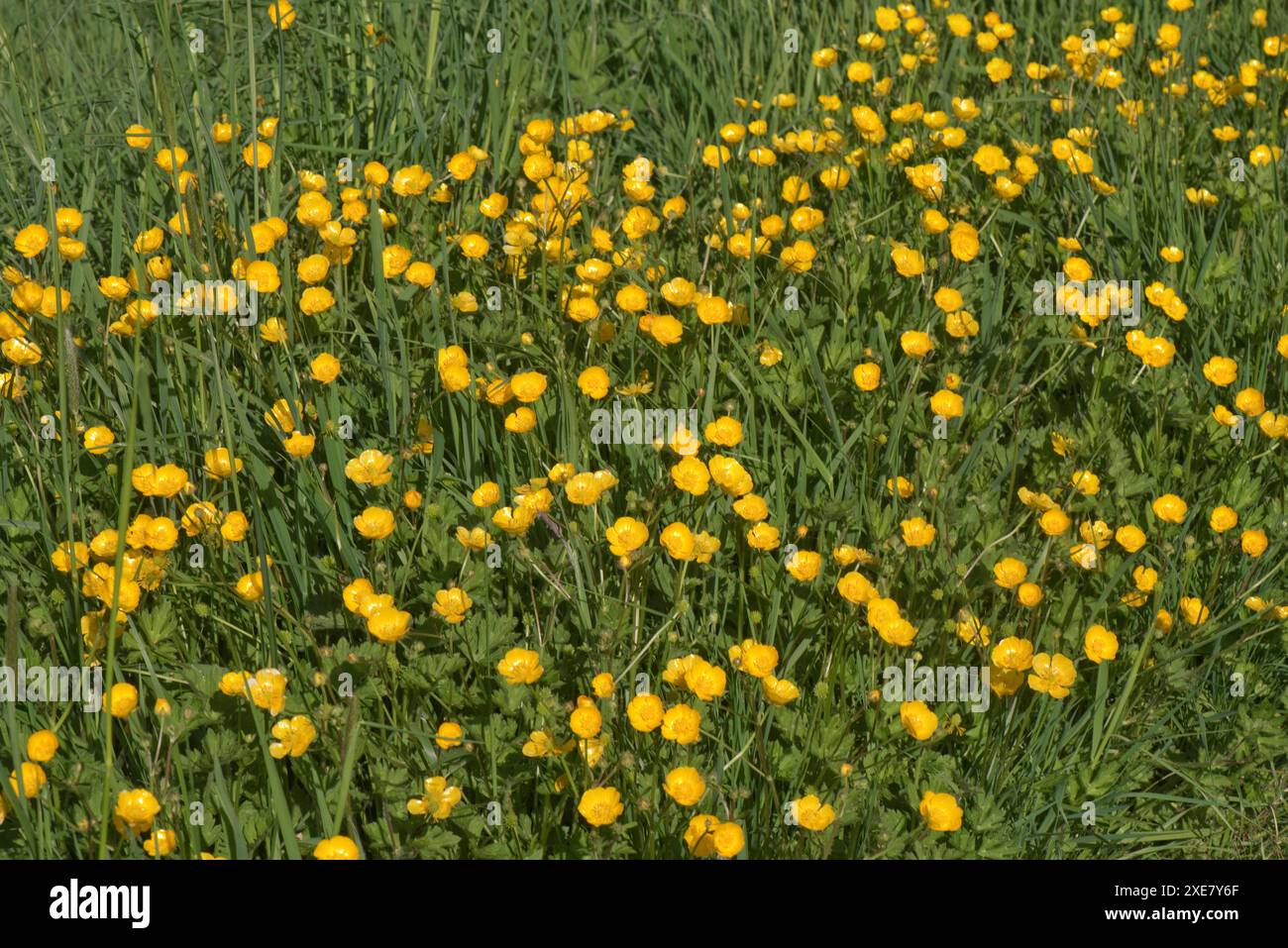 Tappeto di fiori gialli brillanti di tromba strisciante (Ranunculus repens) in un prato erboso, Berkshire, maggio Foto Stock