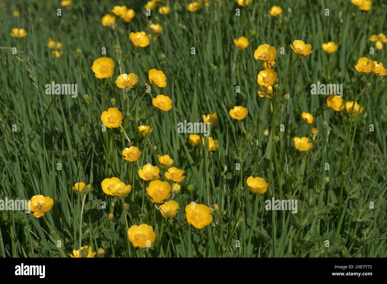 Tappeto di fiori gialli brillanti di tromba strisciante (Ranunculus repens) in un prato erboso, Berkshire, maggio Foto Stock