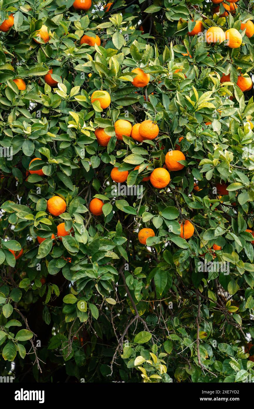 Arancio con arance di siviglia mature, primo piano Foto Stock