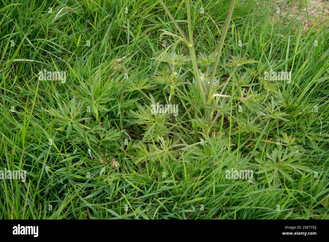 Foglie inferiori di prato o di campo profondamente dentate (Ranunculus acris) su piante alte in fiore in un pascolo erboso, Berkshire, aprile Foto Stock