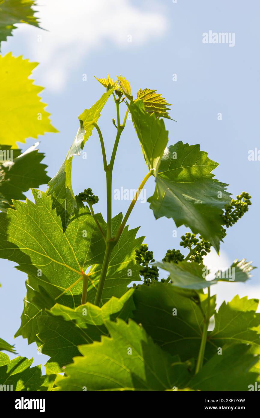 Verde giovane foglie di uva su uno sfondo di cielo blu in primavera. Foto Stock