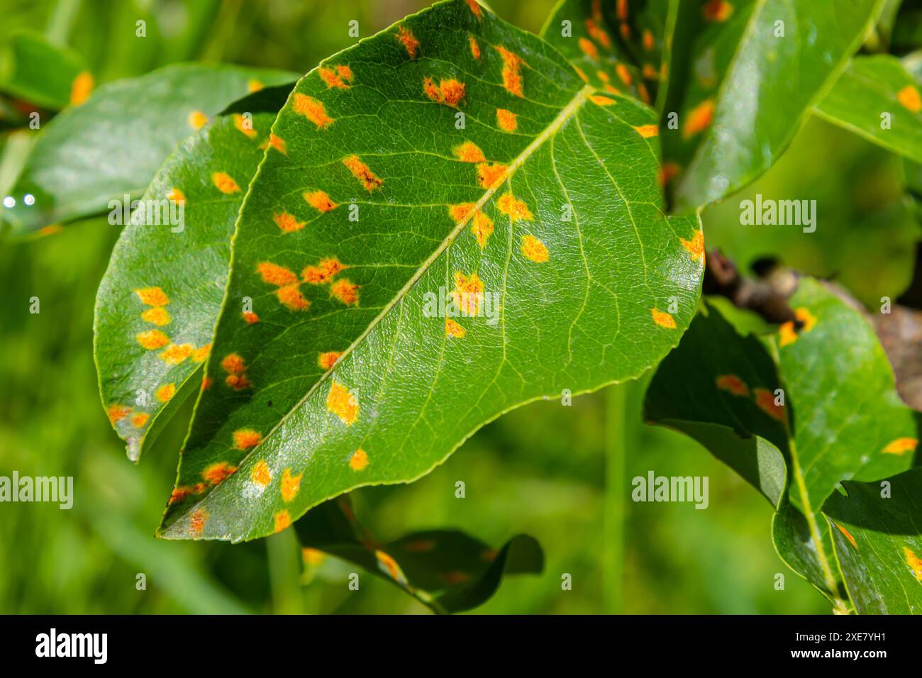 Foglie di pera con infestazione da ruggine di pera. Foto Stock