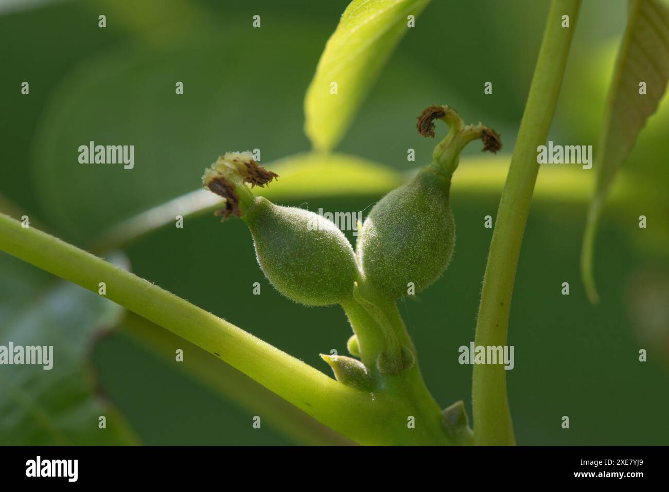 Noce comune o inglese (Juglans regia) fecondato fiori femminili, frutta e foglie giovani in primavera, Berkshire, maggio Foto Stock