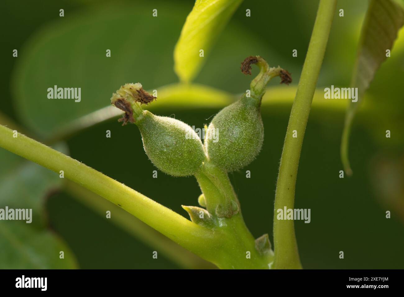 Noce comune o inglese (Juglans regia) fecondato fiori femminili, frutta e foglie giovani in primavera, Berkshire, maggio Foto Stock