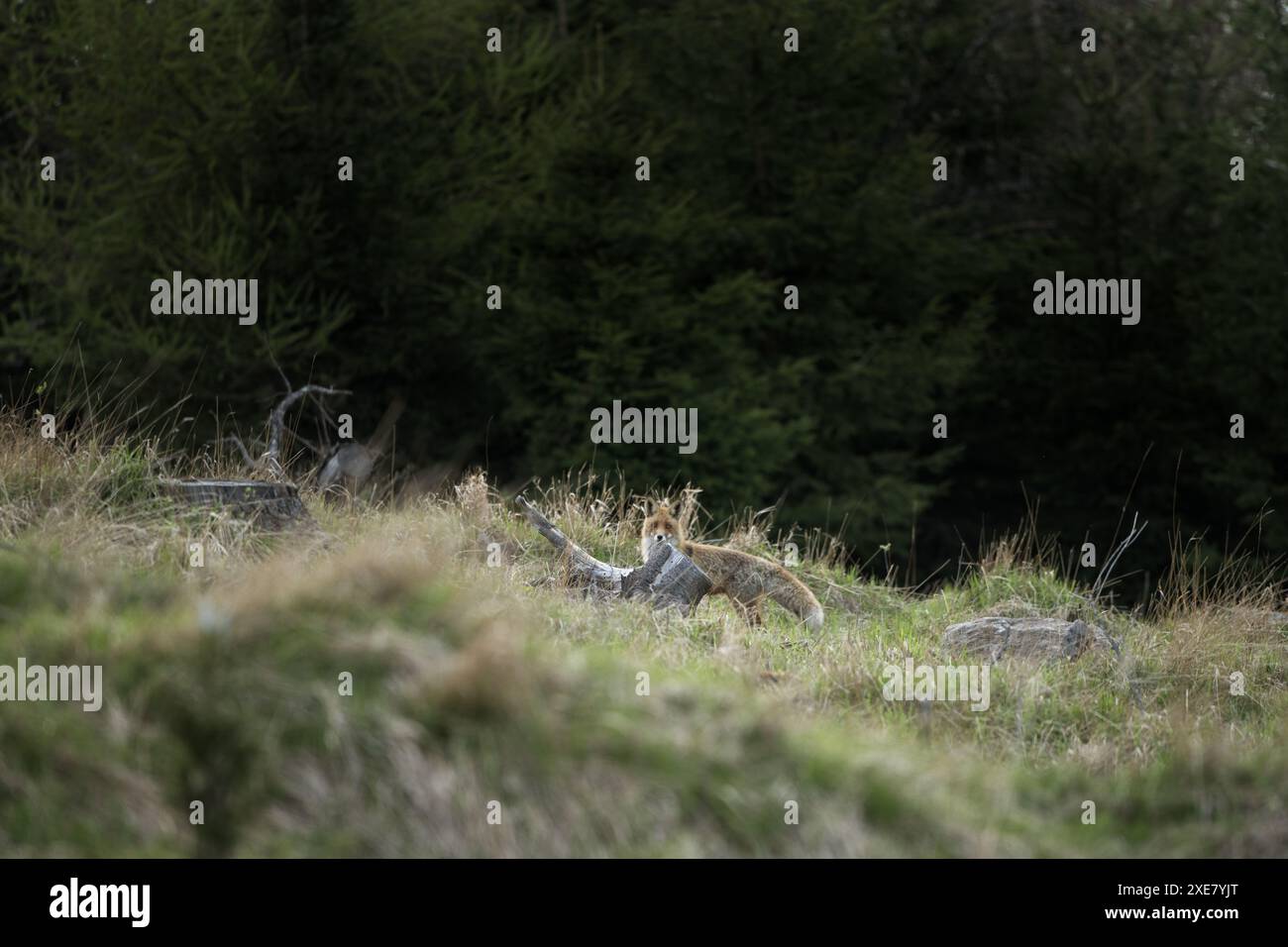 Red Fox rimane sul prato. Fox in primavera nella foresta. Foto Stock