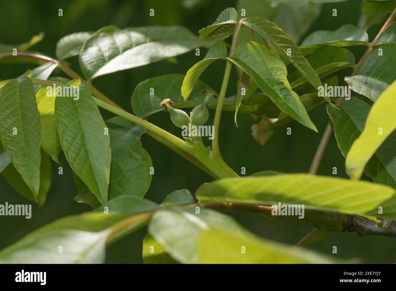 Noce comune o inglese (Juglans regia) fecondato fiori femminili, frutta e foglie giovani in primavera, Berkshire, maggio Foto Stock