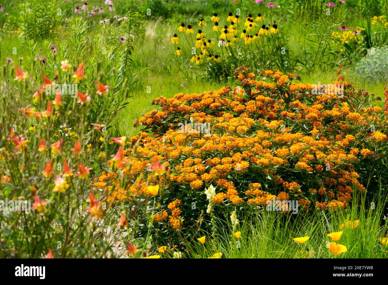 Inizio stagione estiva giugno Meadow Asclepias tuberosa Foto Stock