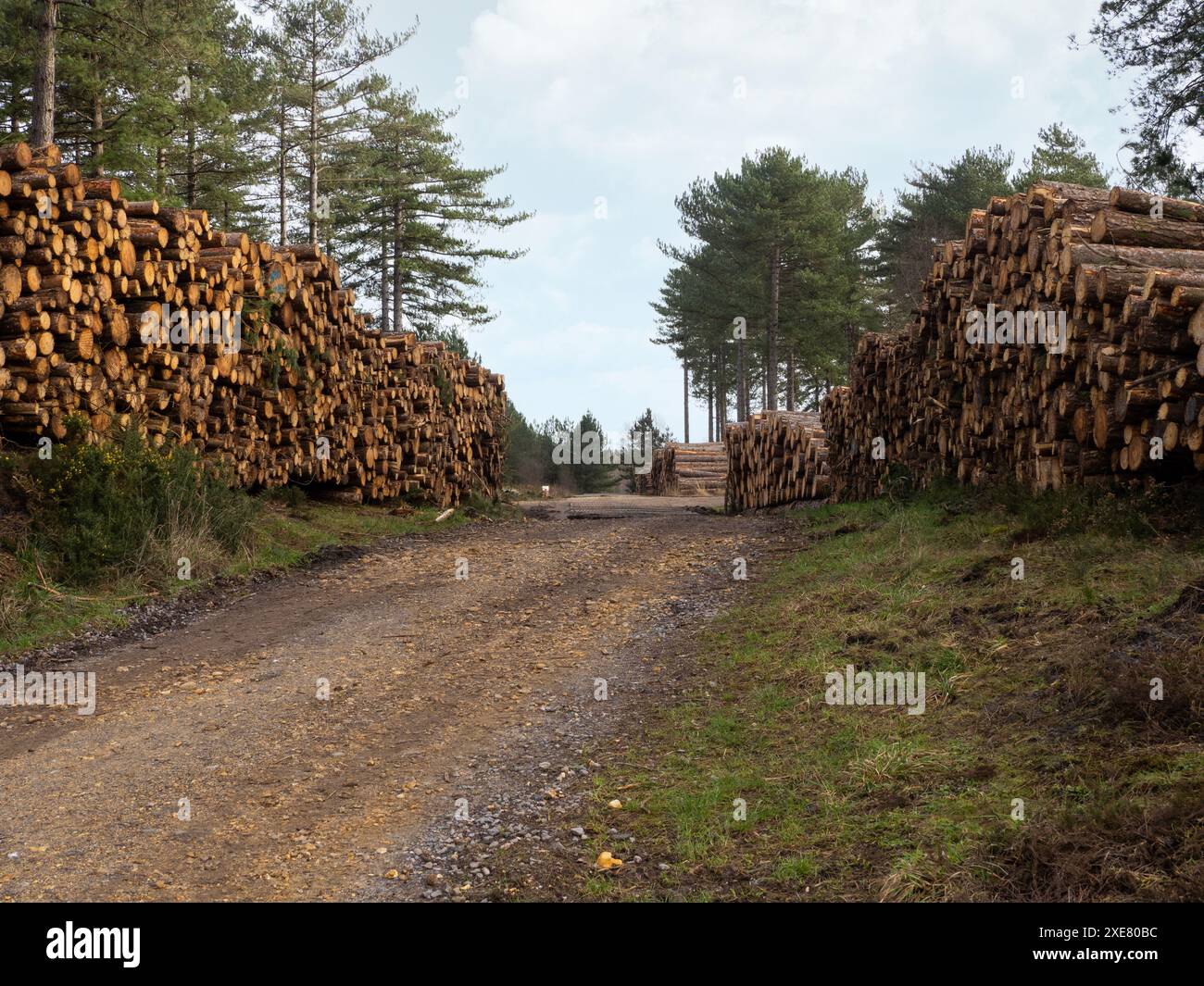 Tronchi impilati sul bordo di una pista forestale, Wareham Forest, Dorset, Regno Unito Foto Stock