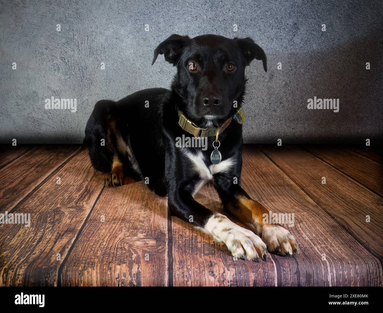 Studio fotografico di un cane Foto Stock