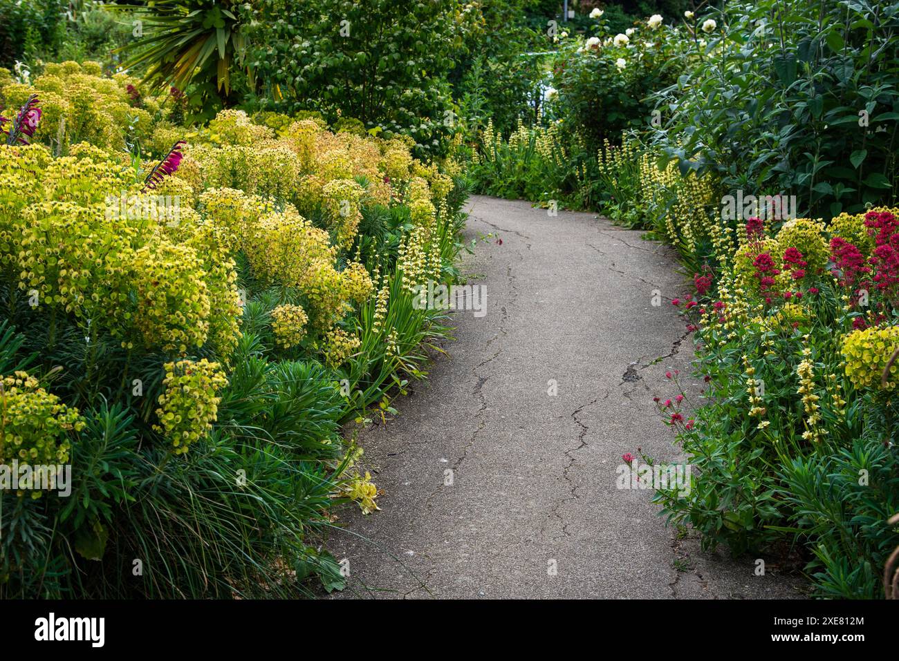 Bellissimo giardino con vegetazione verde e fiori fioriti. Passerella in asfalto che passa attraverso il giardino Foto Stock