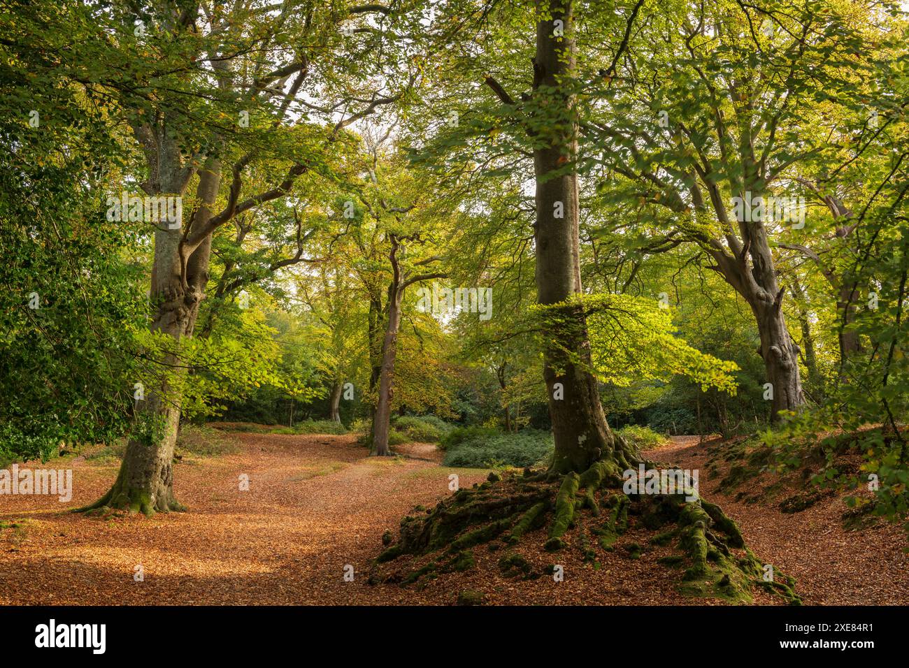 Bosco deciduo vicino al villaggio di Burley alla luce del sole mattutino, New Forest National Park, Hampshire, Inghilterra. Foto Stock