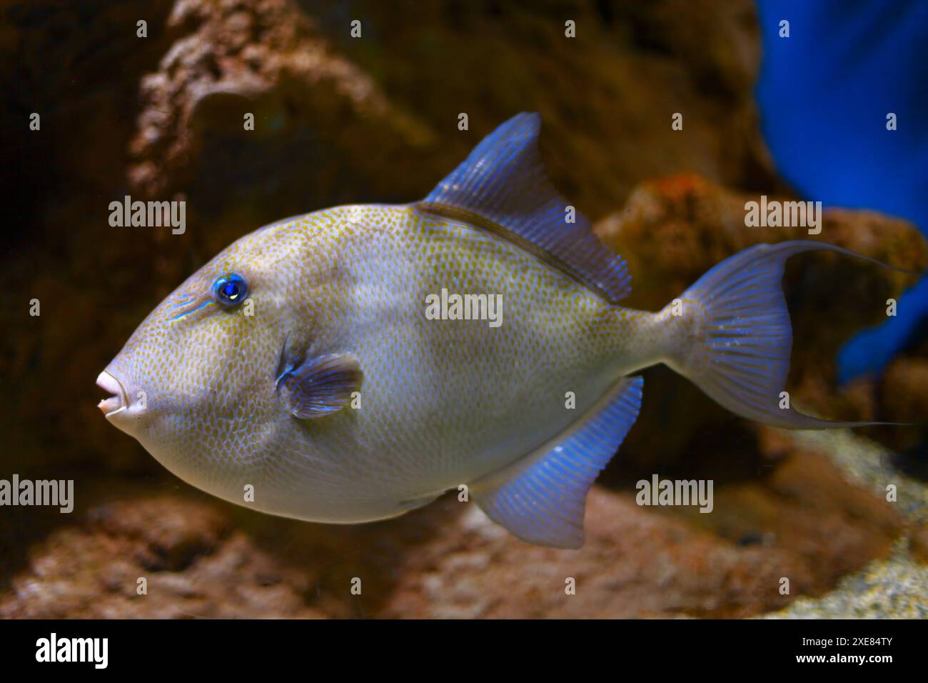 Pesci dagli occhi blu che nuotano aggraziatamente in acque cristalline. Il pesce sta nuotando in una vasca con una parete di roccia Foto Stock