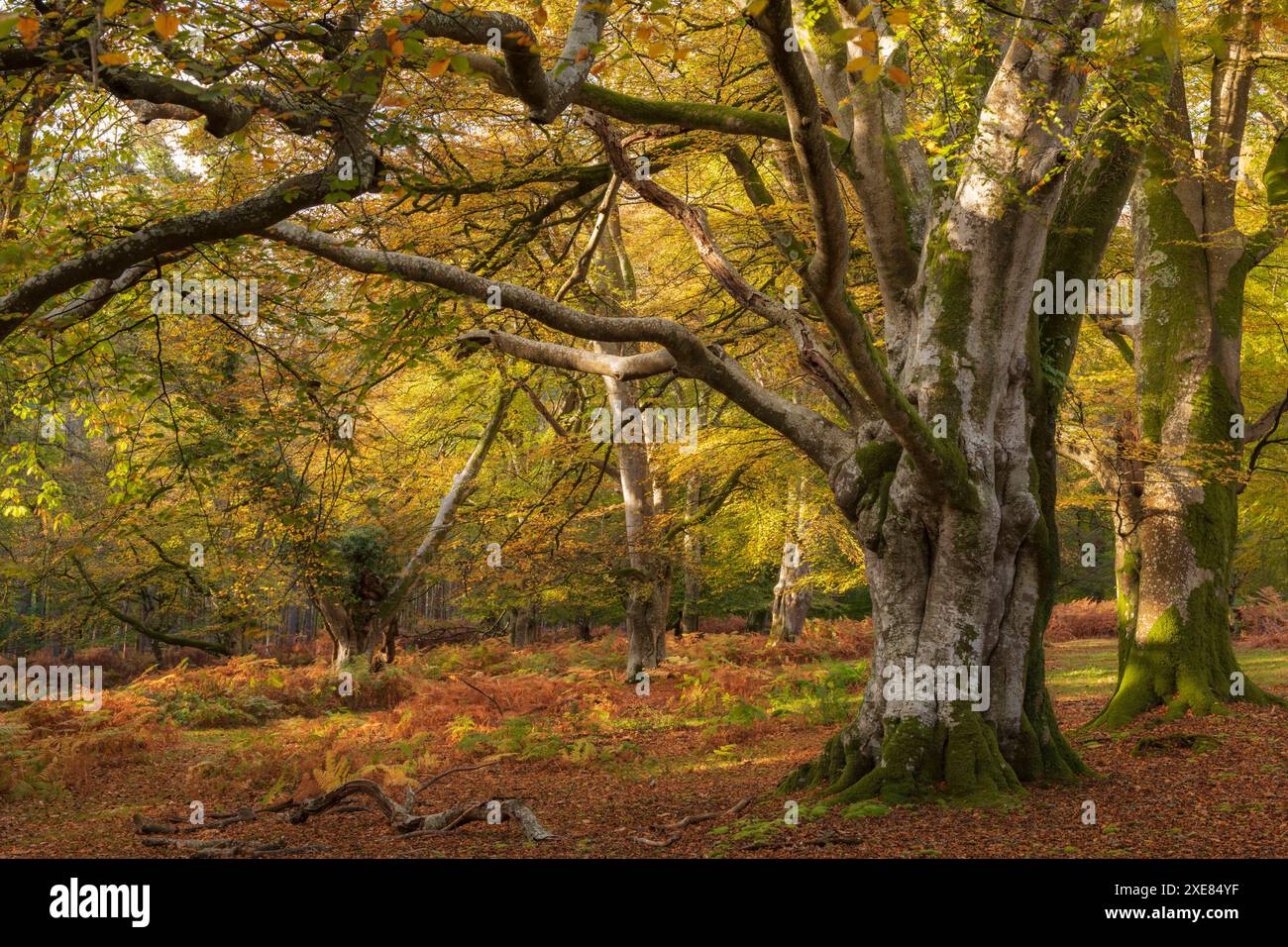 Bosco di latifoglie maturo a Bolderwood, New Forest National Park, Inghilterra. Autunno (ottobre) 2018. Foto Stock