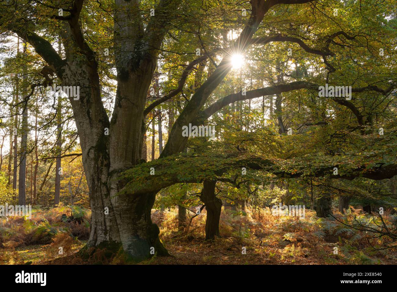 Magnifico faggio pollarded maturo a Bolderwood in un soleggiato pomeriggio autunnale, New Forest National Park, Hampshire, Inghilterra. Foto Stock