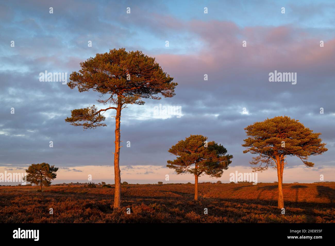 Alberi di pino scozzese sulla brughiera bagnati dalla luce del sole serale, New Forest National Park, Hampshire, Inghilterra. Autunno (ottobre) 2018. Foto Stock