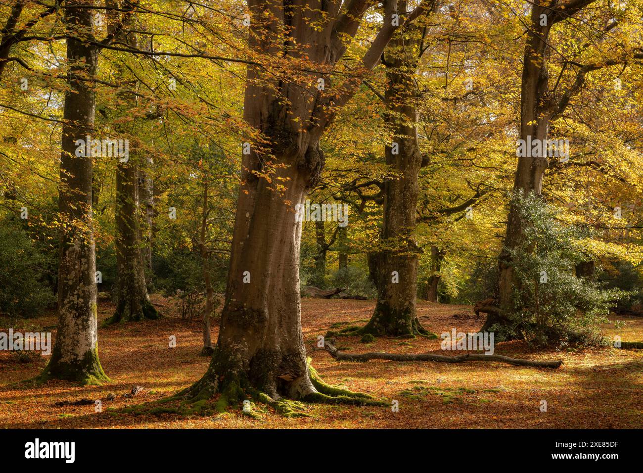 Bosco di faggi maturi in autunno, New Forest National Park, Hampshire, Inghilterra. Autunno (novembre) 2018. Foto Stock