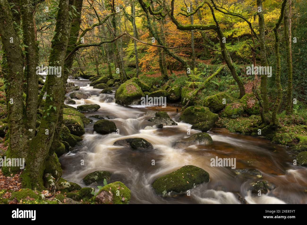Ruscello boschivo che scorre velocemente, Dartmoor National Park, Devon, Inghilterra. Autunno (novembre) 2018. Foto Stock