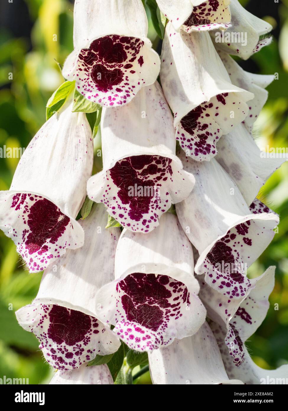 Un primo piano di una parte del fiore rosso scuro e bianco del foxglove digitalis "PAMs Choice" Foto Stock