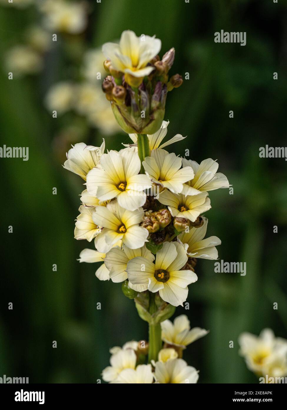 Un primo piano di parte dei fiori, punta gialla pallida del confine perenne Sisyrinchium striatum Foto Stock