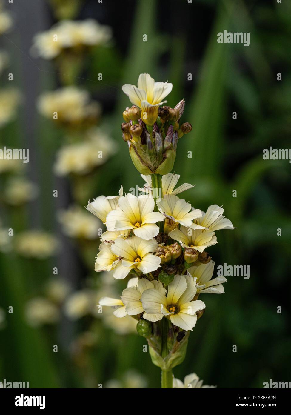 Un primo piano di parte dei fiori, punta gialla pallida del confine perenne Sisyrinchium striatum Foto Stock