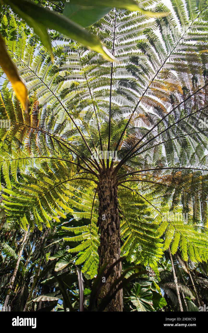 La scena è viva con i suoni degli uccelli tropicali e il dolce fruscio di foglie, catturando la bellezza mozzafiato e la tranquillità delle Hawaii Foto Stock