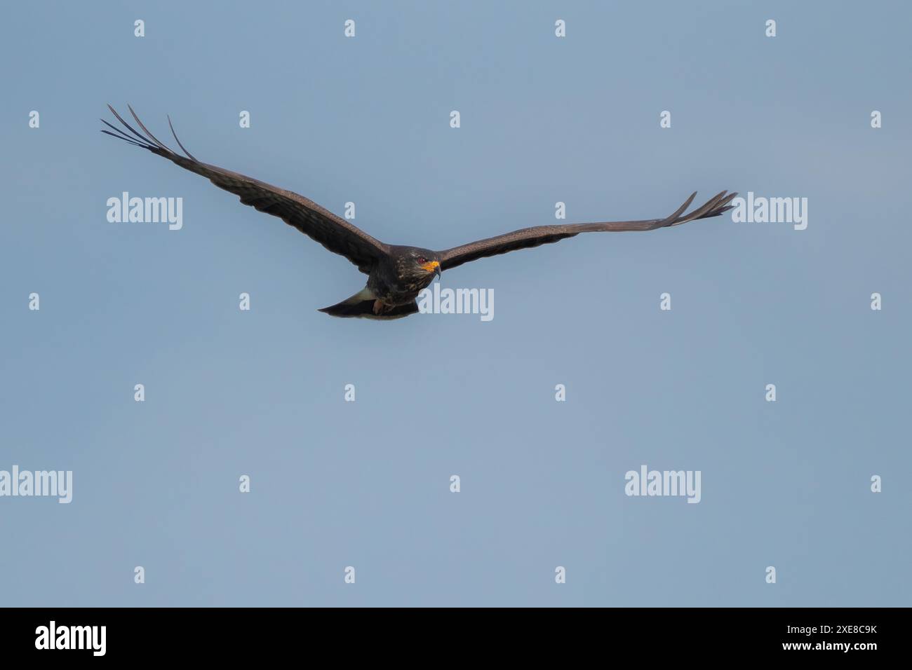 Lumaca aquilone che si libra sulla palude. la sto cercando preda Foto Stock