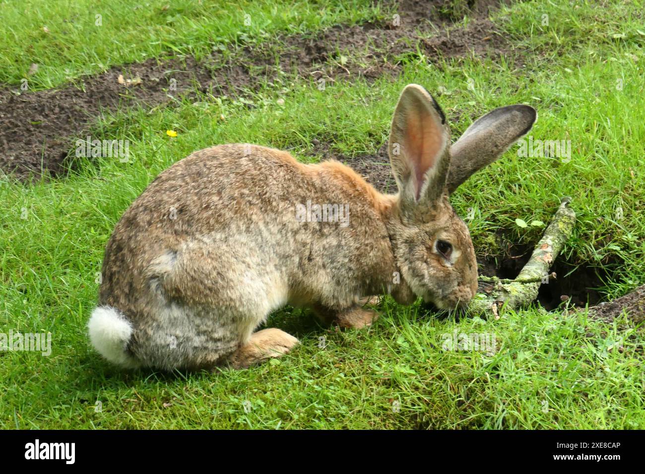 Coniglio gigante tedesco che mangia erba accanto a un rabbithole. Sono legati al coniglio gigante fiammingo. Foto Stock