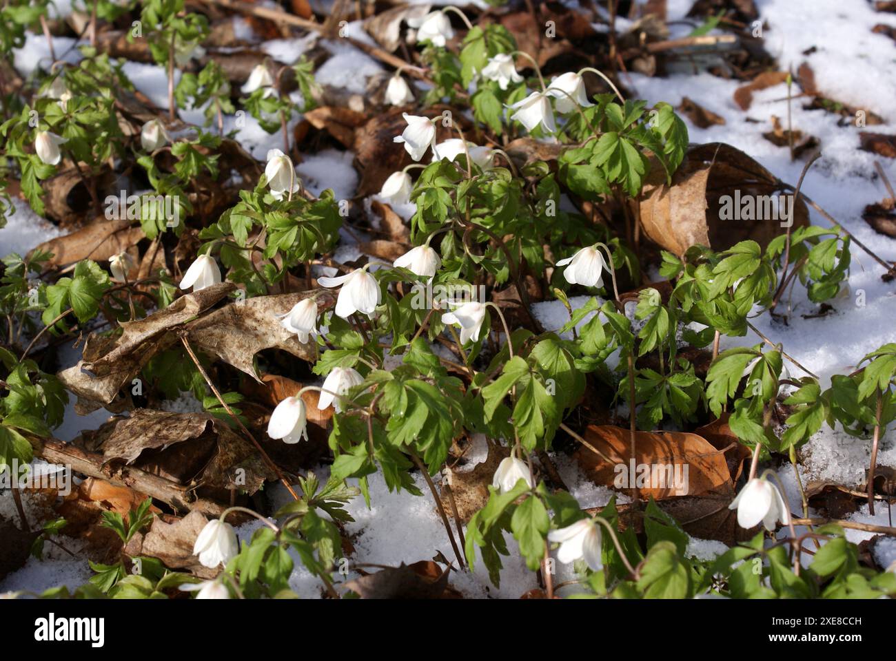 Anemone nemorosa, fiore a vento Foto Stock