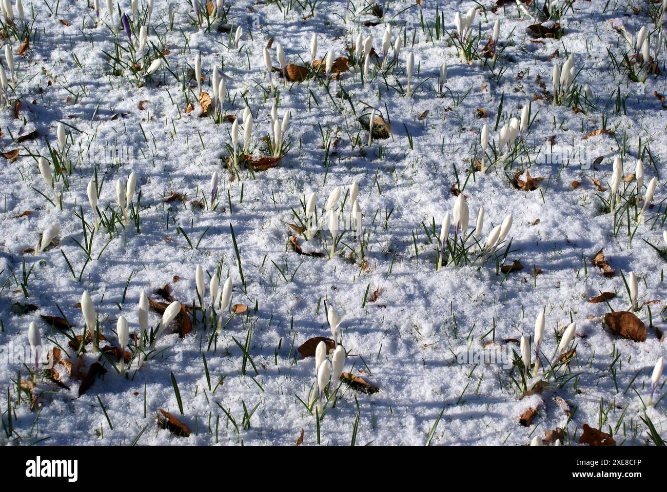 Crocus Foto Stock