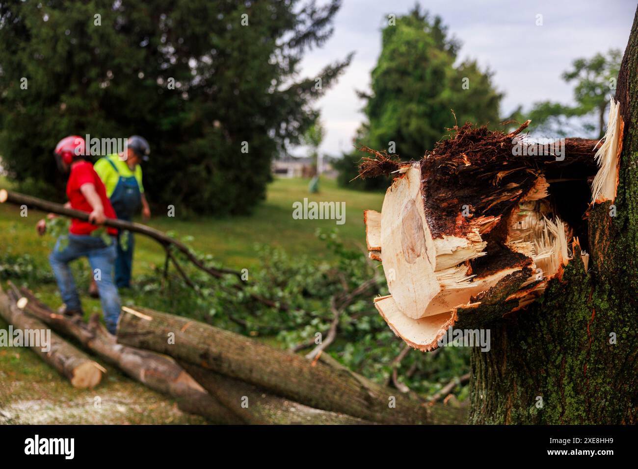 BLOOMINGTON, INDIANA - GIUGNO 25: Equipaggio del Dogwood Tree Service che pulisce l'albero abbattuto alla Bloomington High School South. Danni da tempesta il 25 giugno 2024 a Bloomington, Indiana. La tempesta che ha portato forti venti abbatte gli alberi e ha causato interruzioni di corrente in tutta la città. (Foto di Jeremy Hogan/The Bloomingtonian) Foto Stock