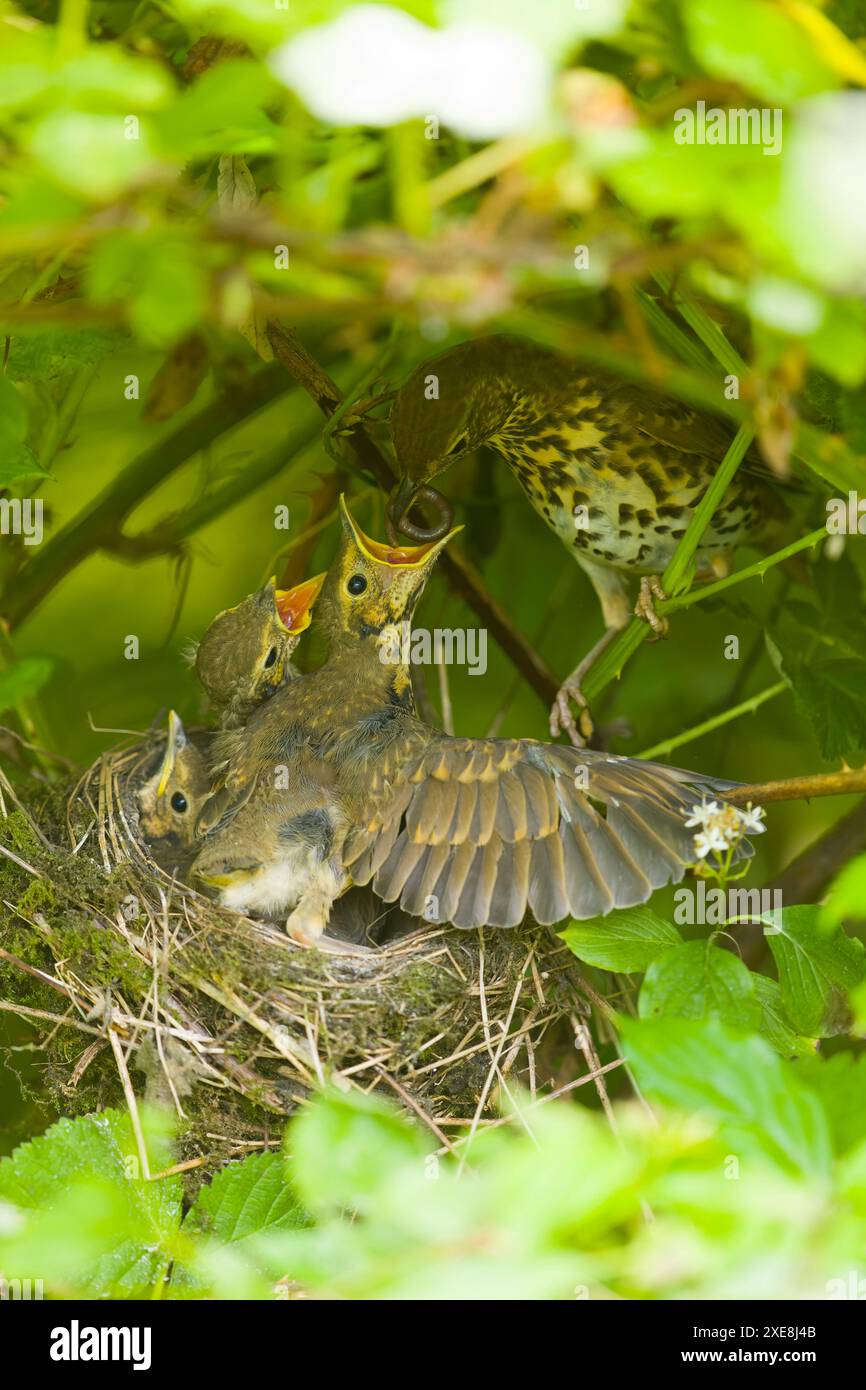 Song Thrush Turdus philomeos, pulcini adulti in nido, Suffolk, Inghilterra, giugno Foto Stock