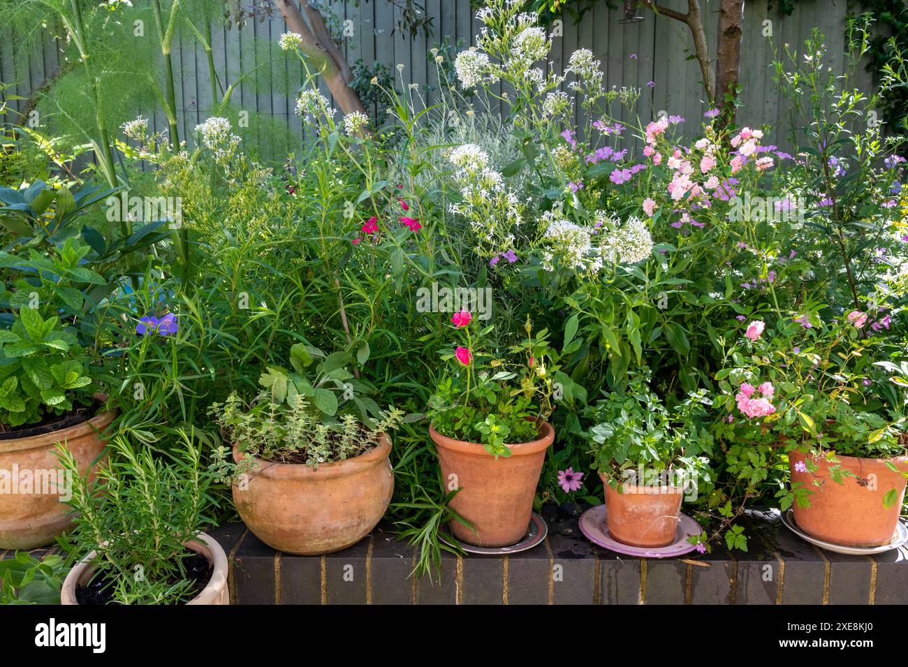 Erbe e fiori misti che crescono in vasi di terracotta e terreno in un giardino domestico in primavera. Menta, rosmarino, origano, salvia, timo, finocchio, curry. Foto Stock