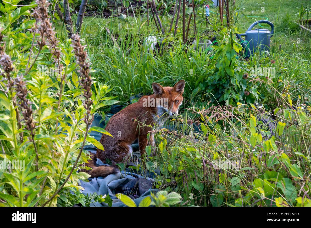 Una volpe rossa (vulpes vulpes) seduta in una residenza londinese. Foto Stock