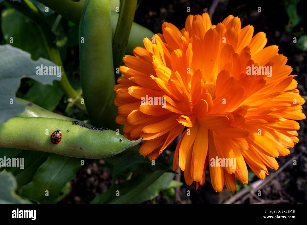 Compagna piantare calendula officinalis tra i fagioli espressi (vicia fava) seminati in primavera per allontanare la mosca nera (Black Bean aphid). Foto Stock